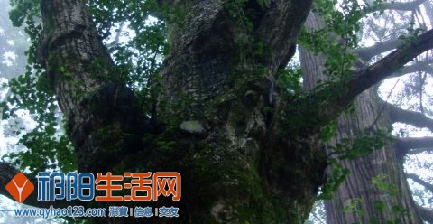 长者.jpg