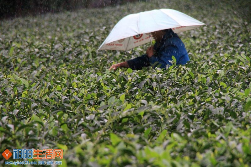 谷雨应季雨稠密，采茶人冒雨忙采茶