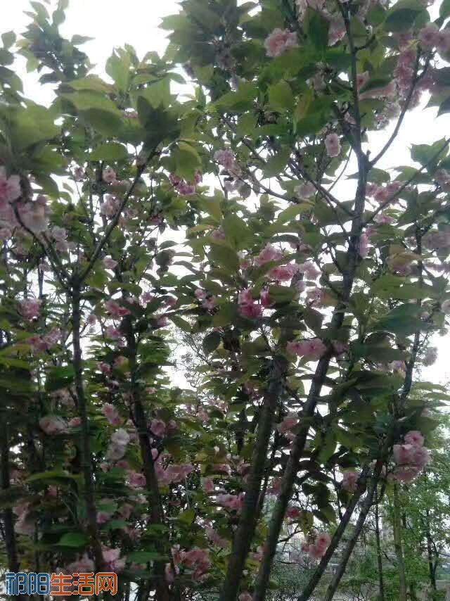 9CN04n4S8Sl5.jpg