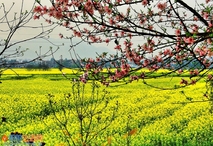 田野菜花