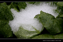 2010年的第一场雪