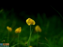一组黄色的小花朵