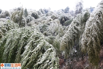 银装素裹挂榜山
