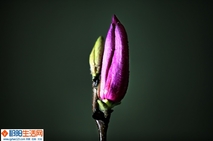 《花》