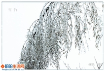 雪 竹