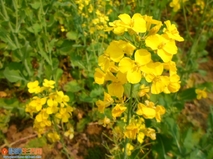 试发一组油菜花，欢迎拍砖