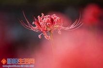 曼珠沙华（彼岸花）