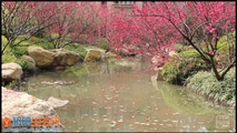 桃花篇
