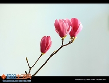 学拍花