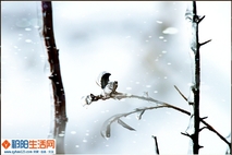 寒春二月