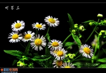 《野菊花》
