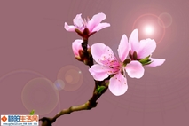 《桃花》