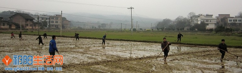 祁阳县羊角塘镇200干部农技人员下村组下秧田抓好早稻集中育秧