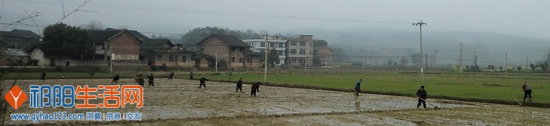 祁阳县羊角塘镇200干部农技人员下村组下秧田抓好早稻集中育秧