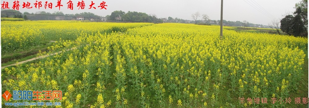 祁阳羊角塘油菜示范片