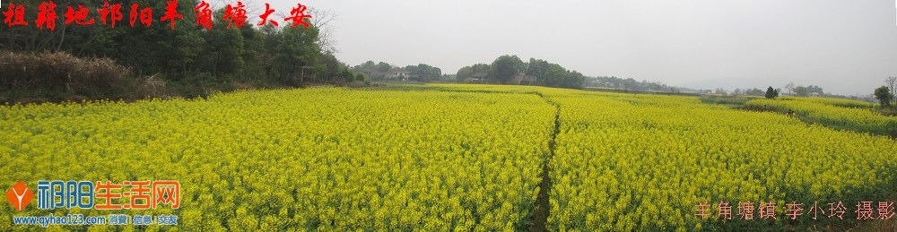 祁阳羊角塘油菜示范片