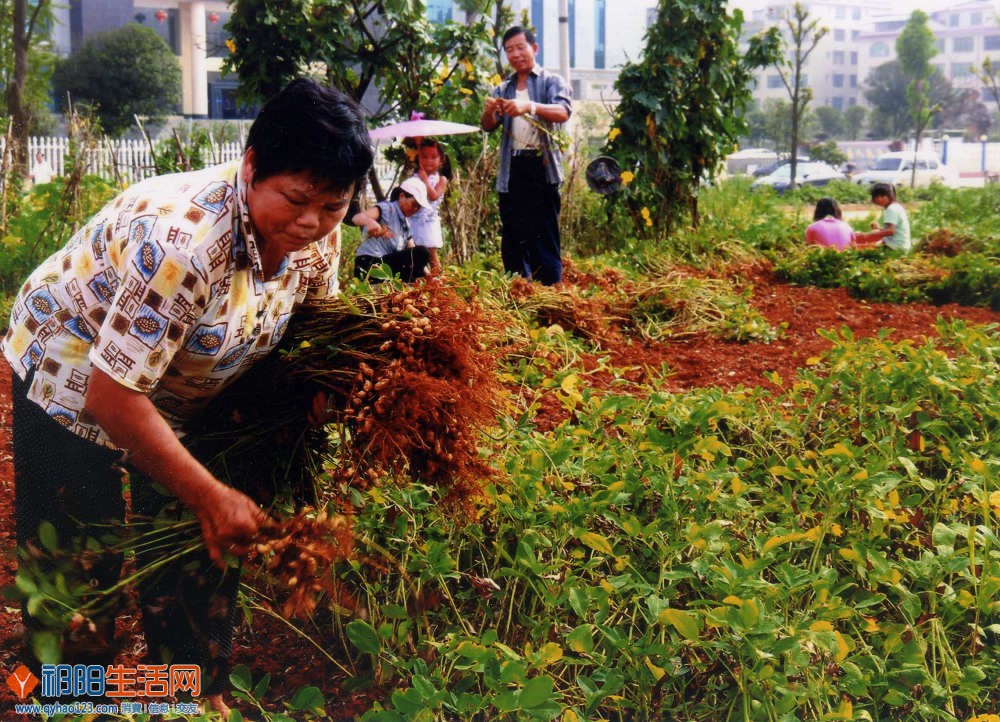 《花生熟了》杨铁军摄.jpg