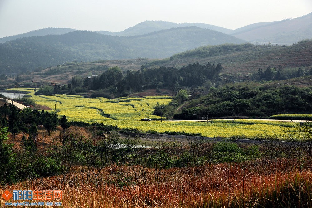 菜花香溢龚家坪.jpg