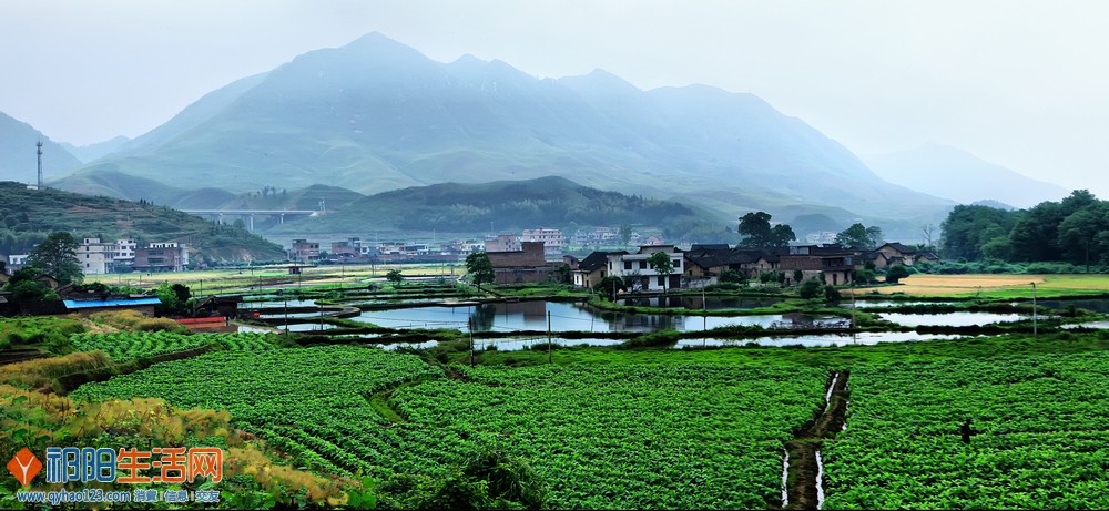 雨后烤烟地.jpg