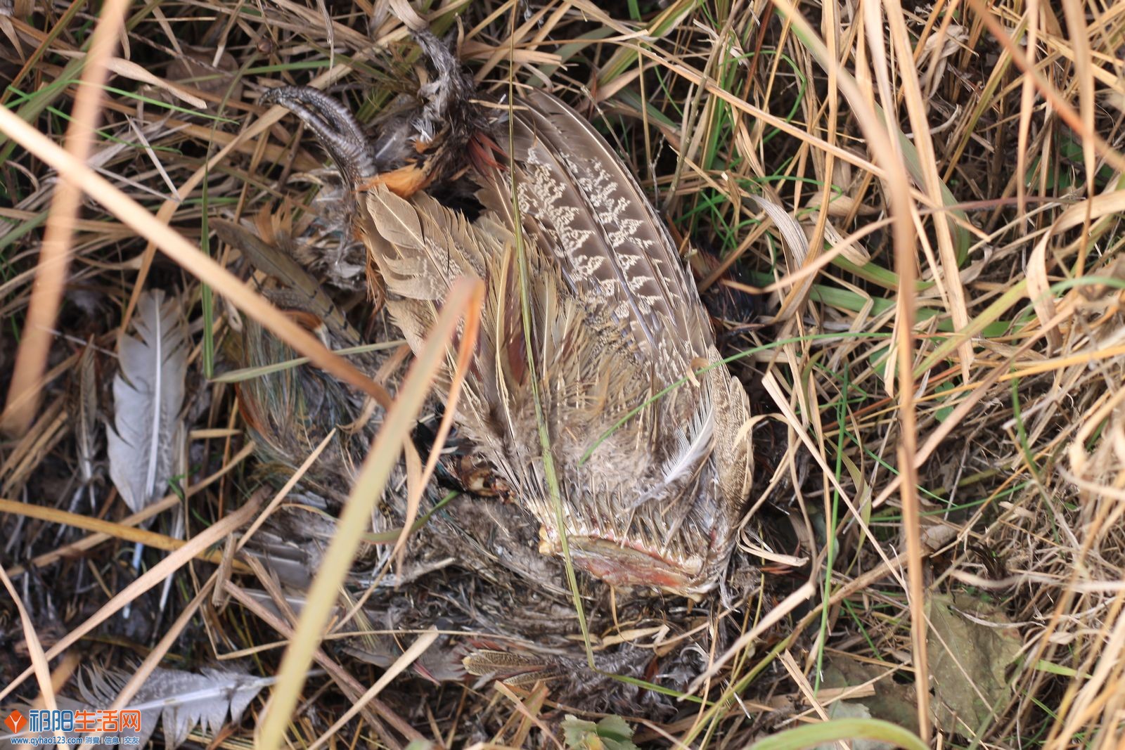 一支死野鸡