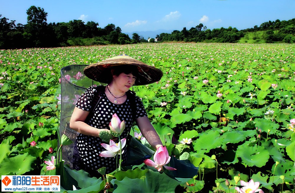 荷塘开出幸福花.jpg