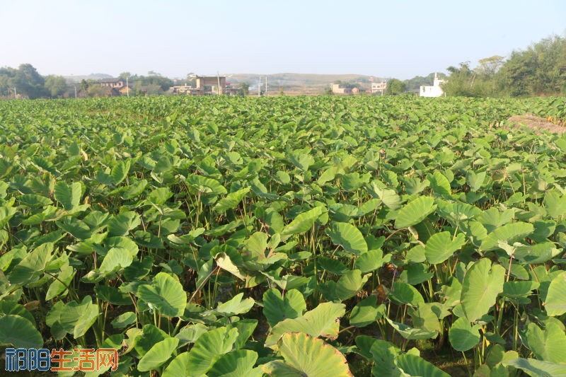 新塘角村槟榔芋种植基地