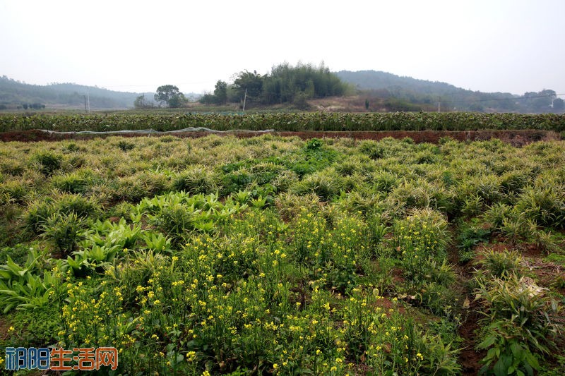 文明铺镇新塘角村红爪姜种植基地