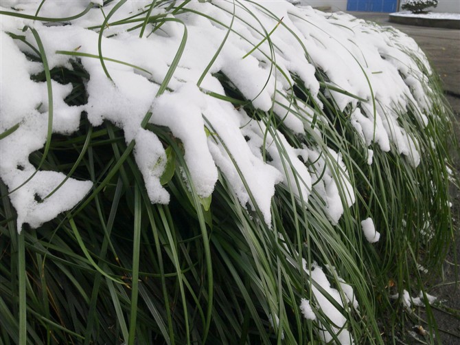 发如雪