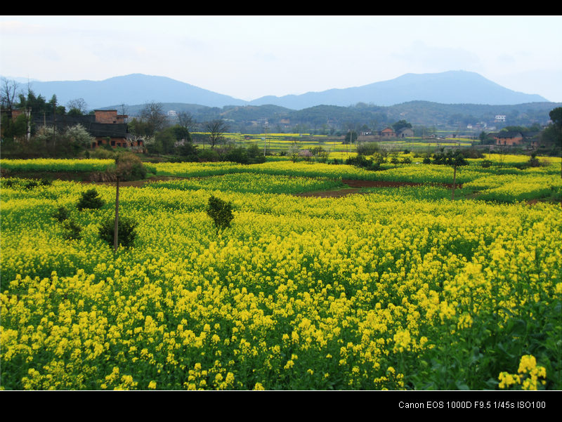 万亩油菜基地.jpg