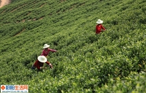 《高山有好茶》