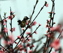 桃花依旧笑春风