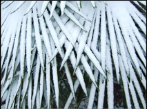 试发雪景