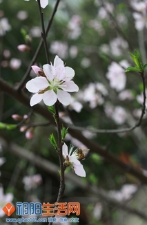 春天桃花盛开