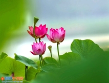 咏荷