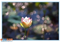 梦荷
